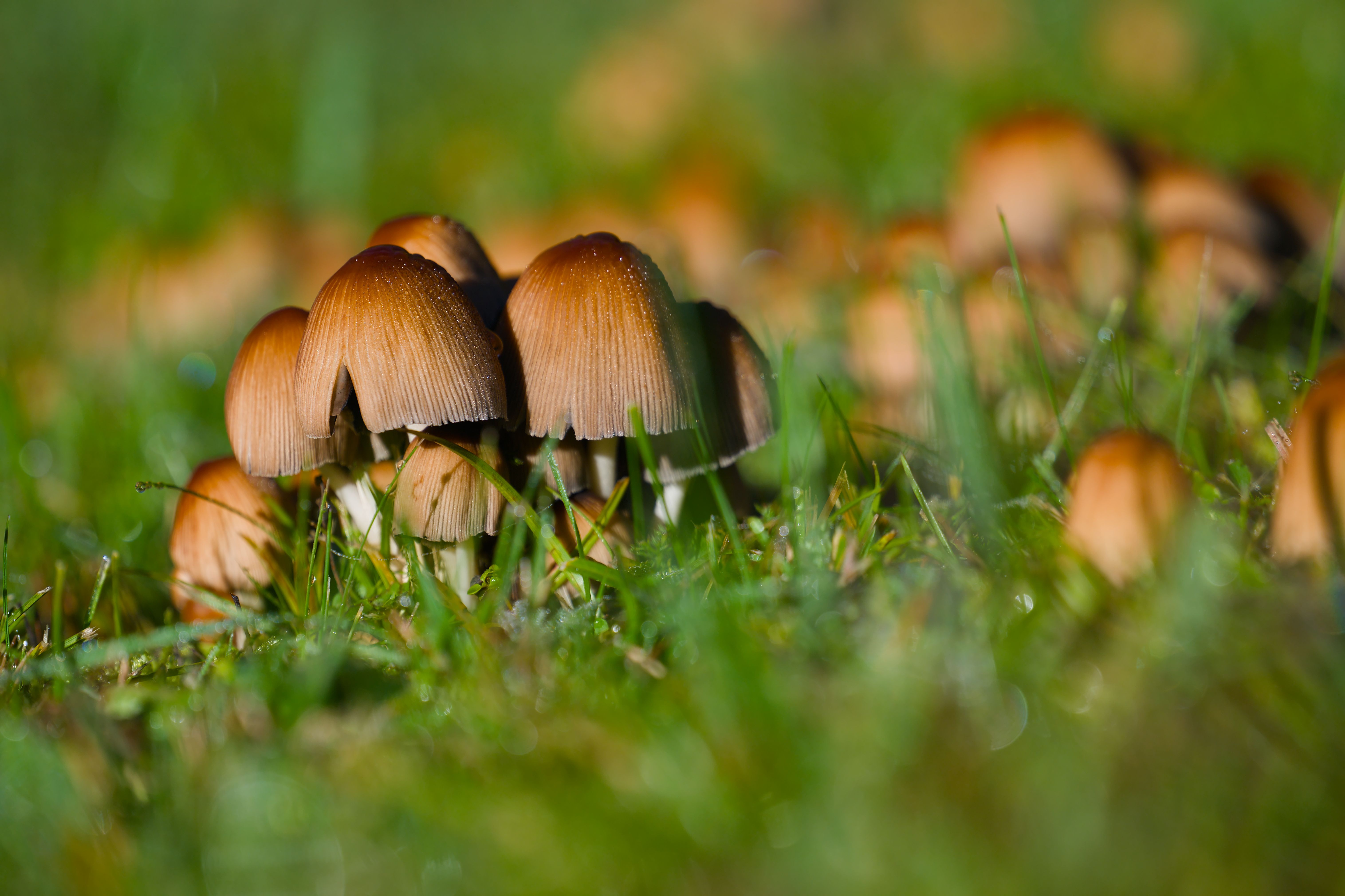 Fresh mushroom cluster sprouting after rainfall