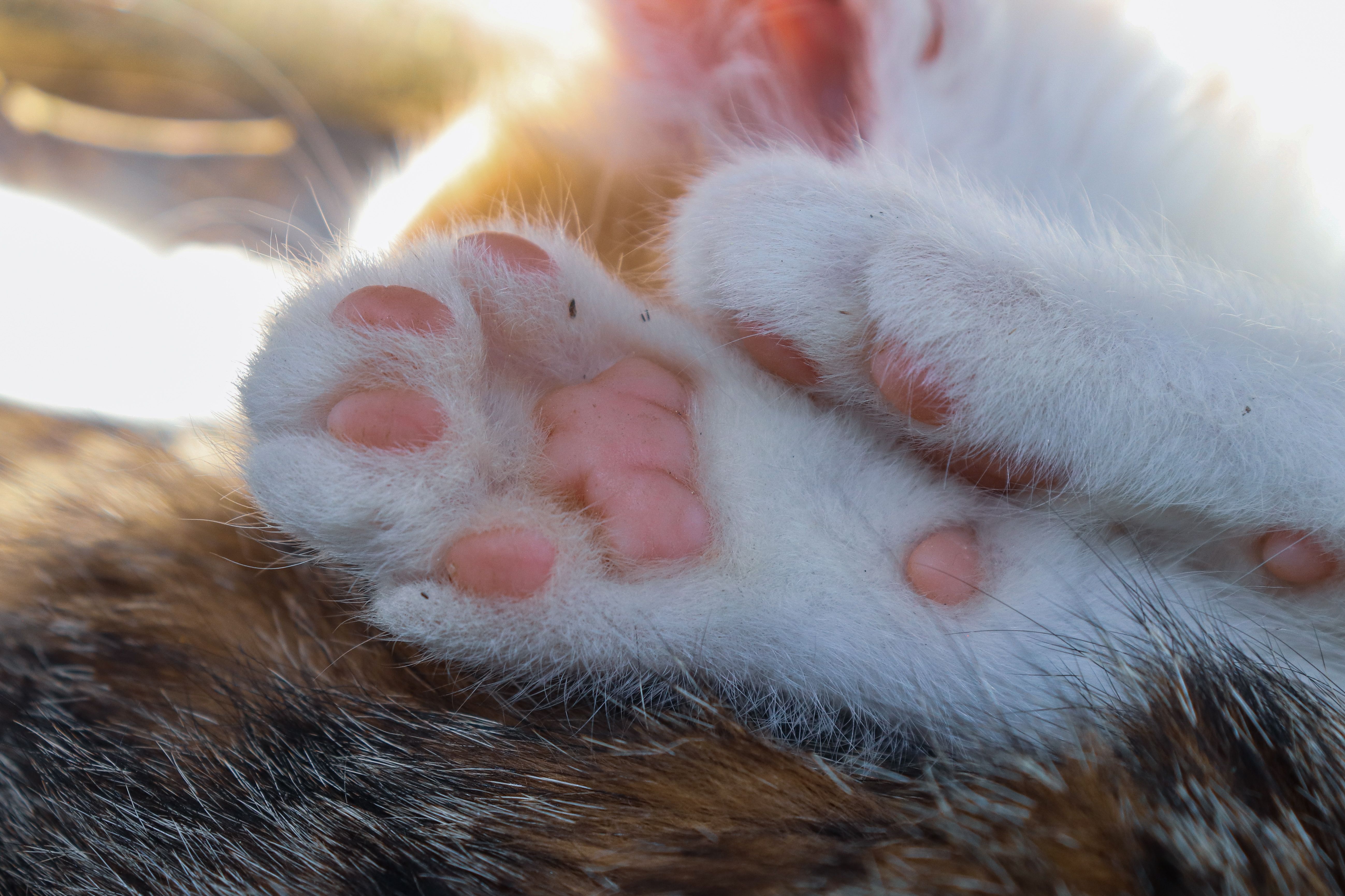 Paws and profits: adoro Pet Insurance names chief business development officer and other updates — Photo by Gizem Gökce on Pe