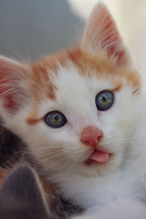 Free Cute orange and white kitten looking playfully at the camera outdoors. Stock Photo
