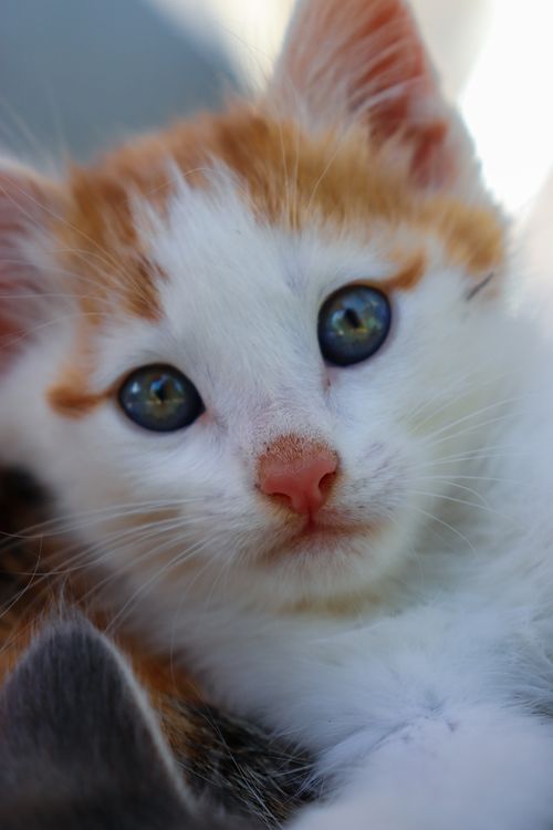 Free A charming close-up of a cute orange and white kitten with vivid blue eyes. Stock Photo