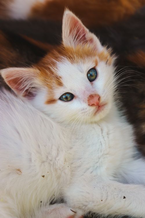 Free Cute calico kitten with green eyes lounging outdoors in soft sunlight. Stock Photo
