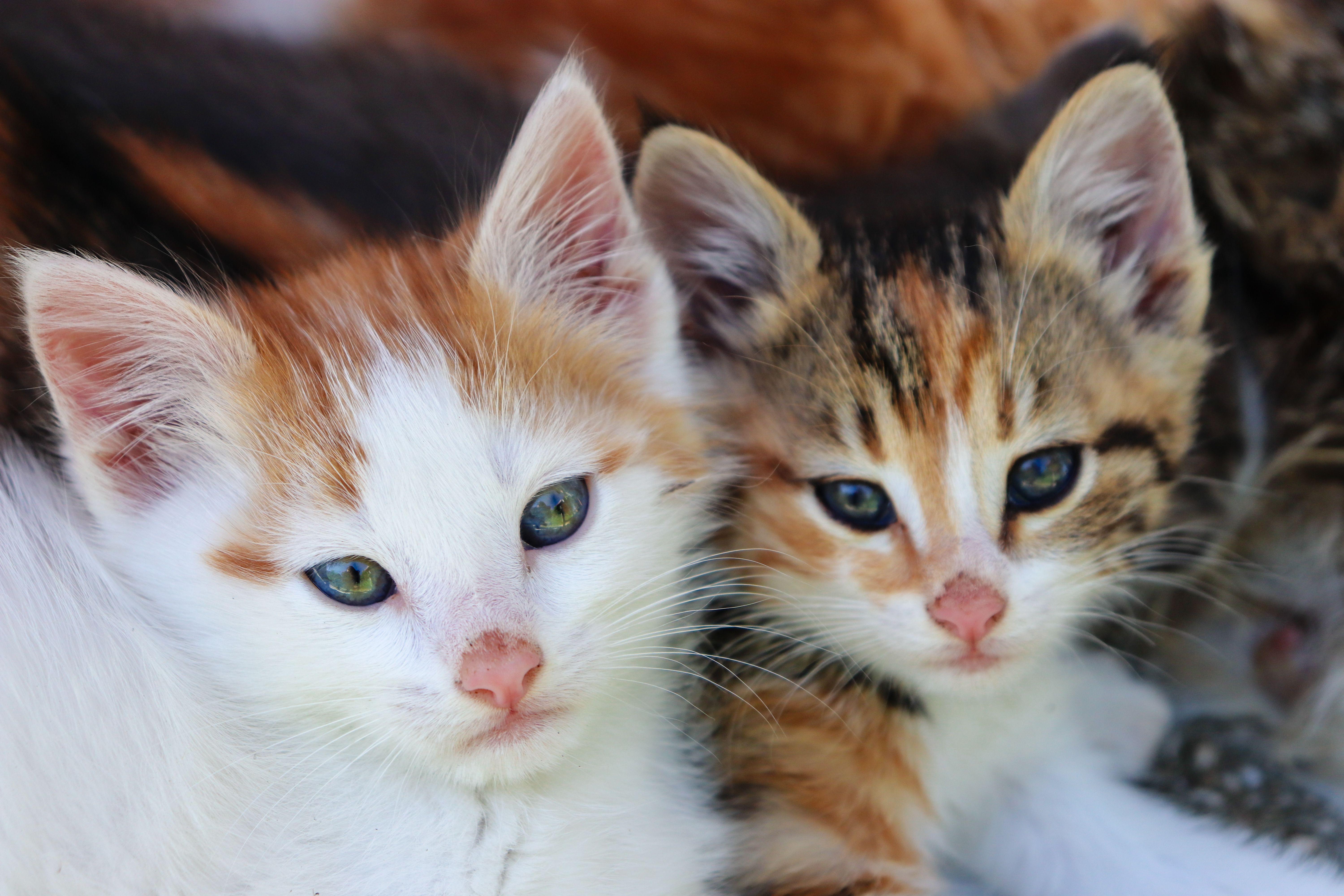 pet insurance pet wellness — Photo by Gizem Gökce on Pexels