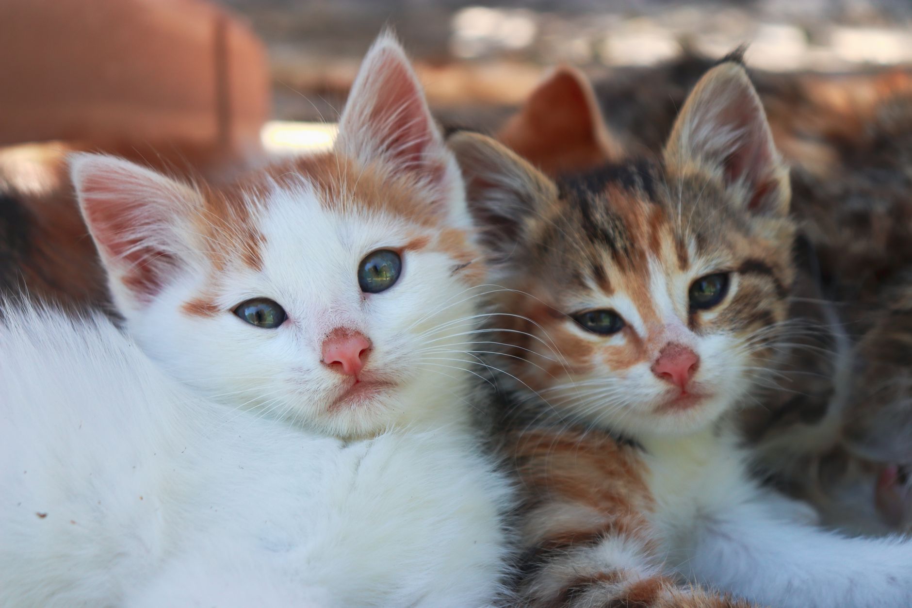 Portrait of a cat at a veterinary clinic