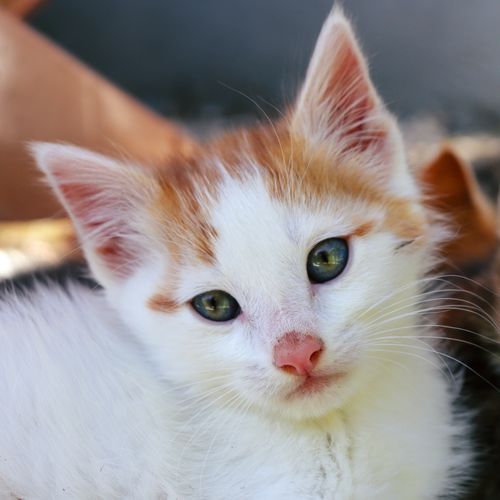 Free Close-up portrait of a cute ginger and white kitten with green eyes looking curiously. Stock Photo