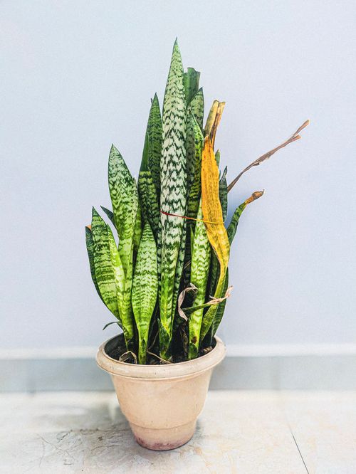 Free Snake plant (Sansevieria trifasciata) in a terracotta pot on tile floor indoors. Stock Photo