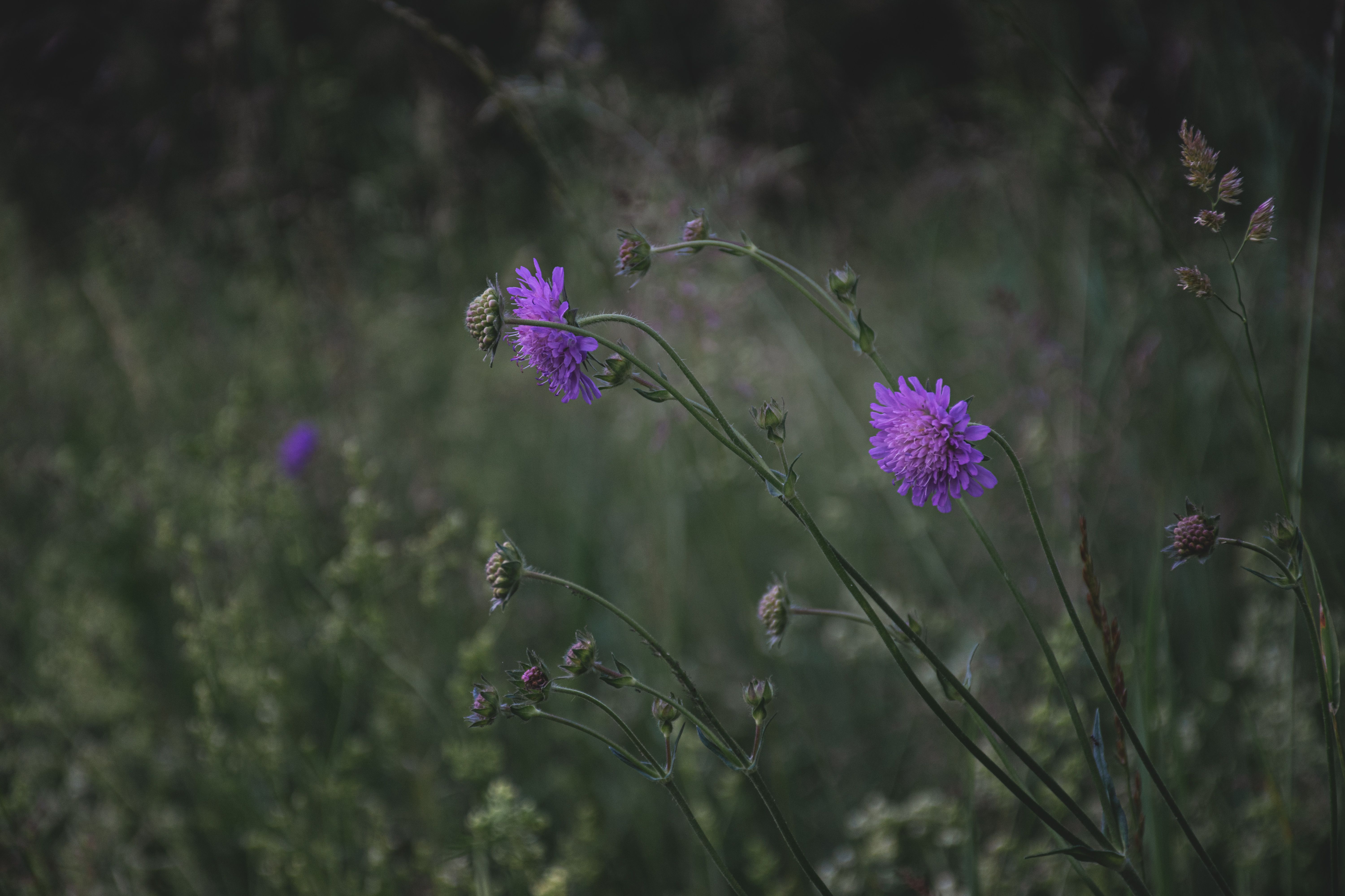 [ColoSach]-a-close-up-of-vibrant-purple-wildflowers-in-a-lush,-green-meadow-setting.