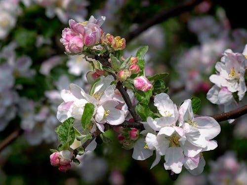 Free stock photo of blooming tree, flowers, springtime