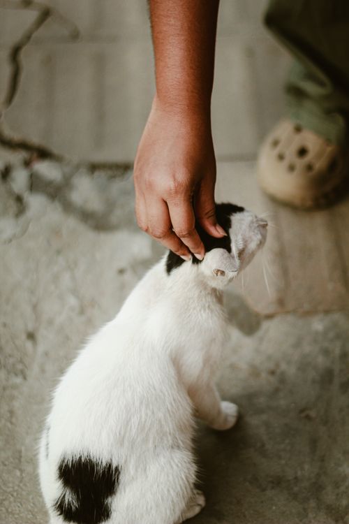 Free A person gently petting a white and black cat on a street in Dhaka, Bangladesh. Stock Photo