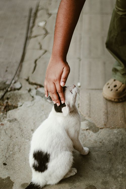 Free A person gently petting a stray black and white cat on a pavement in Dhaka, Bangladesh. Stock Photo