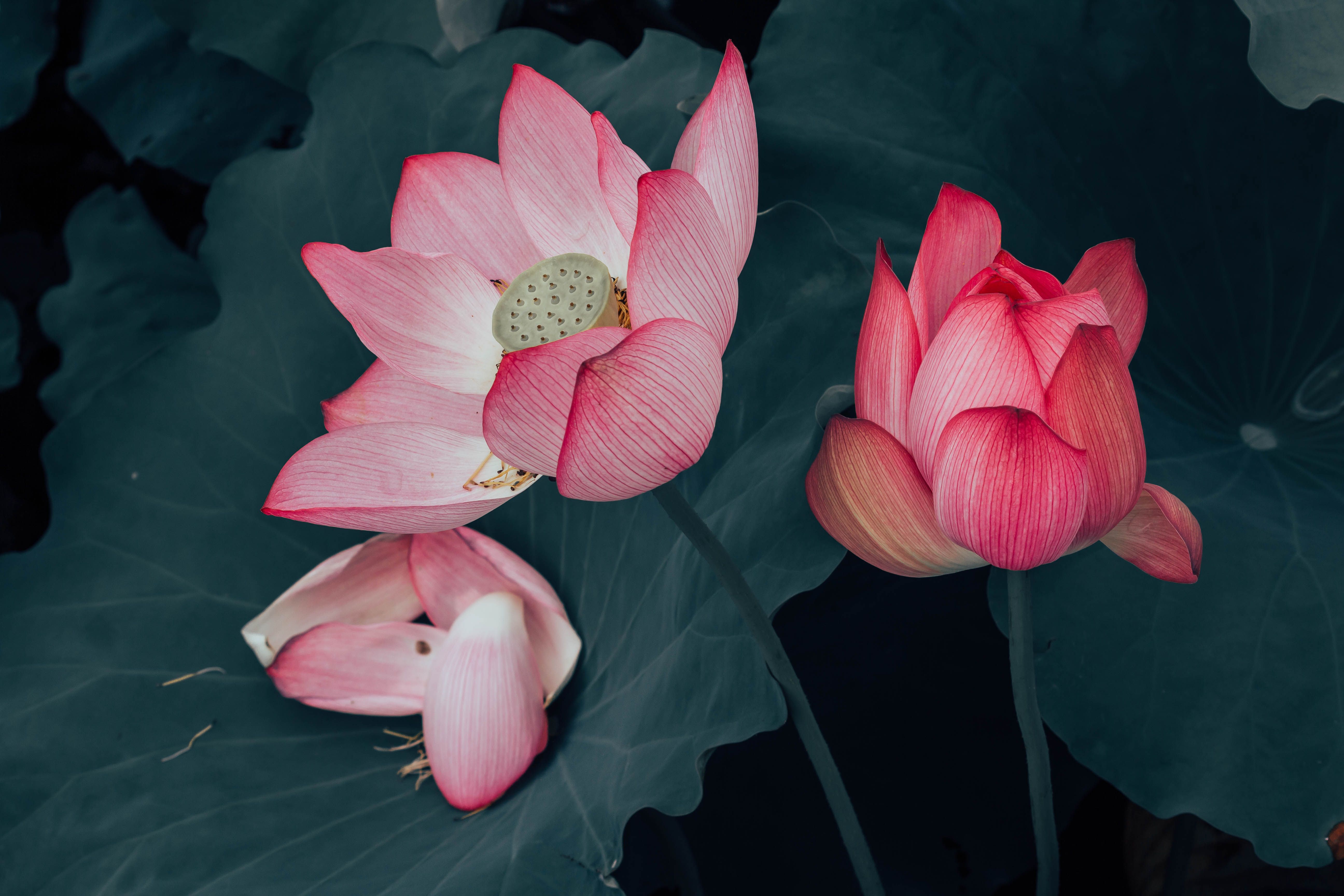 [ColoSach]-stunning-pink-lotus-flowers-bloom-against-a-dark,-leafy-background,-showcasing-nature's-elegance.