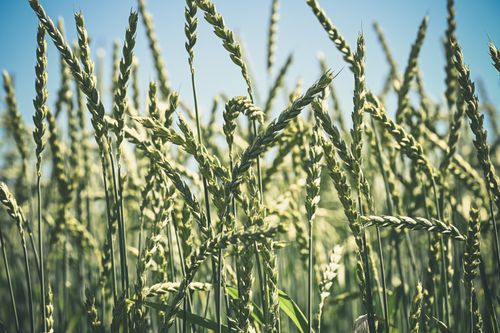 Free Lush wheat stalks swaying under clear blue skies on a sunny day, symbolizing agricultural abundance. Stock Photo