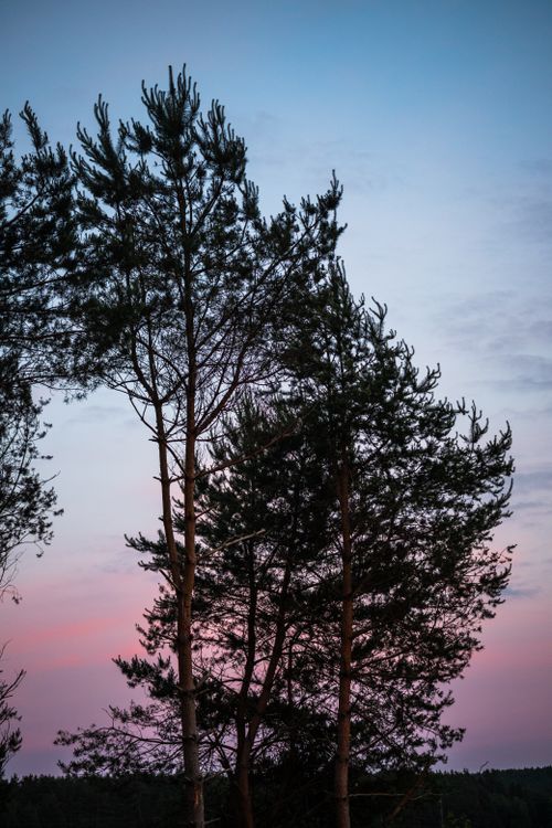 Free Tall pine trees silhouetted against a pastel twilight sky, creating a calming scene. Stock Photo