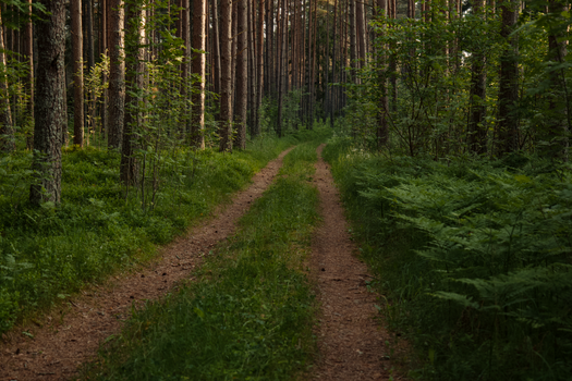 A serene woodland trail surrounded by lush green forest, ideal for nature walks and relaxation.