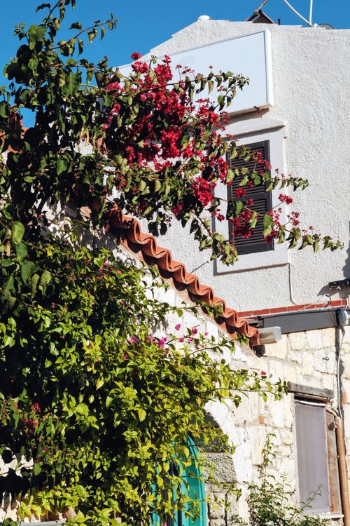 Free Vibrant red bougainvillea over a rustic stone house facade under clear blue skies. Stock Photo