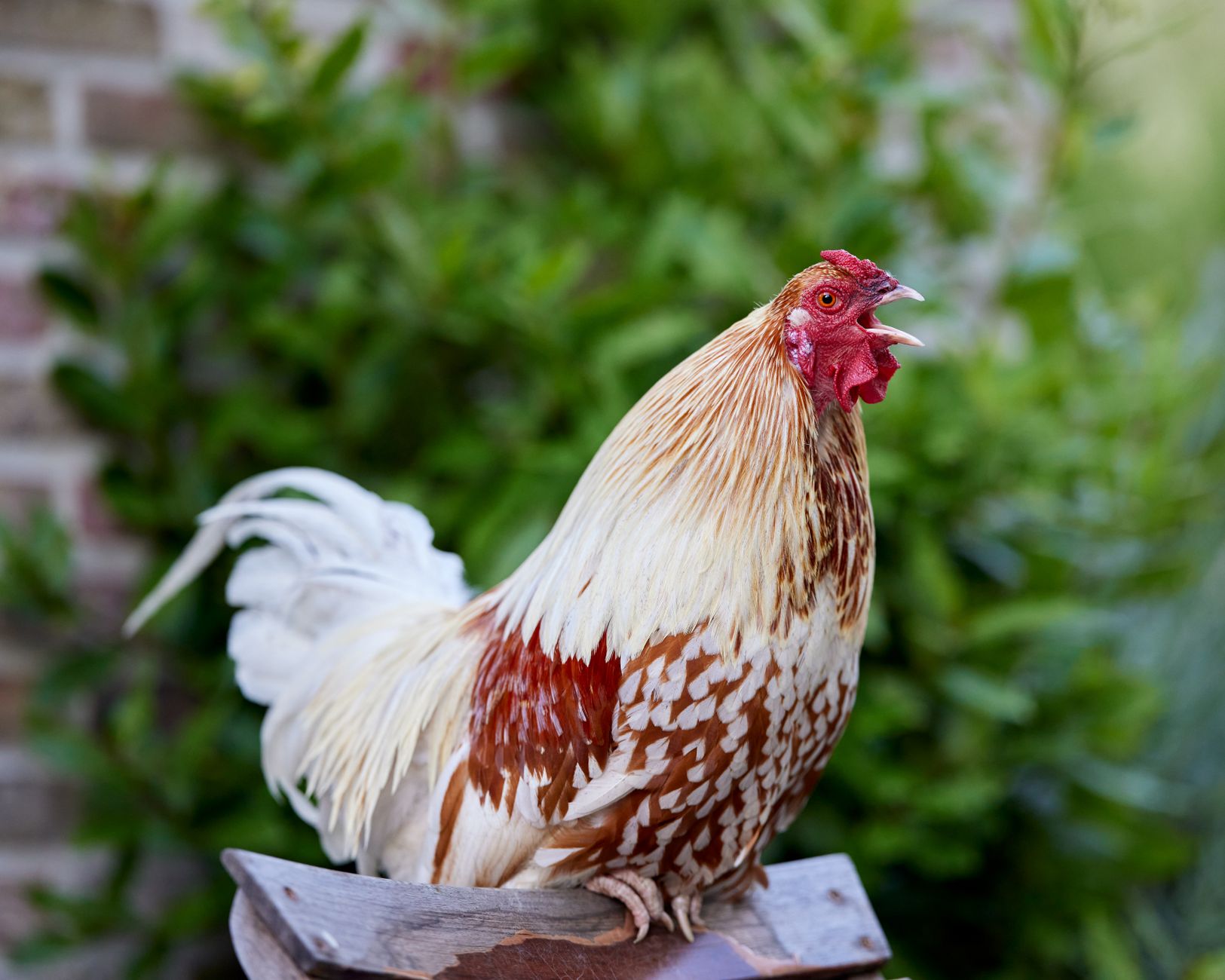 A colorful rooster crowing in a vibrant garden setting, showcasing rural life.