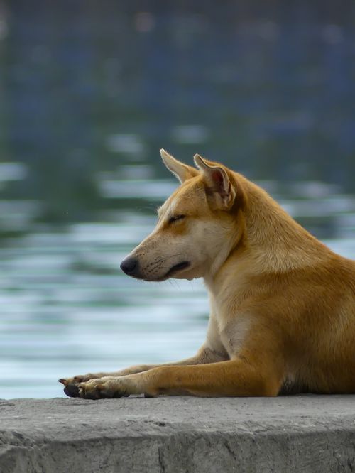 Free A serene dog rests on a lakeside promenade, basking in the tranquil environment. Stock Photo