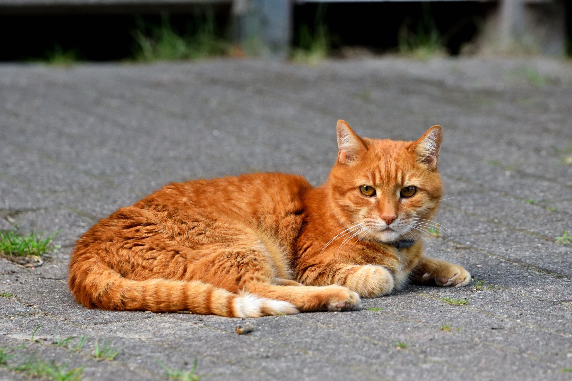 Brandweer redt kat na incident bij McDonald's
