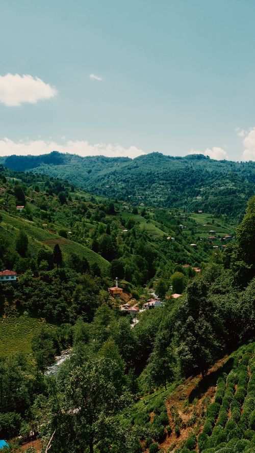 Free A panoramic view of the verdant tea plantations in Artvin, Türkiye, under a clear blue sky. Stock Photo