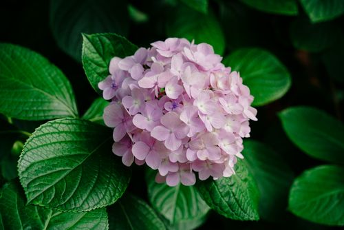 Free Close-up of a pink hydrangea flower surrounded by lush green leaves, showcasing natural beauty. Stock Photo