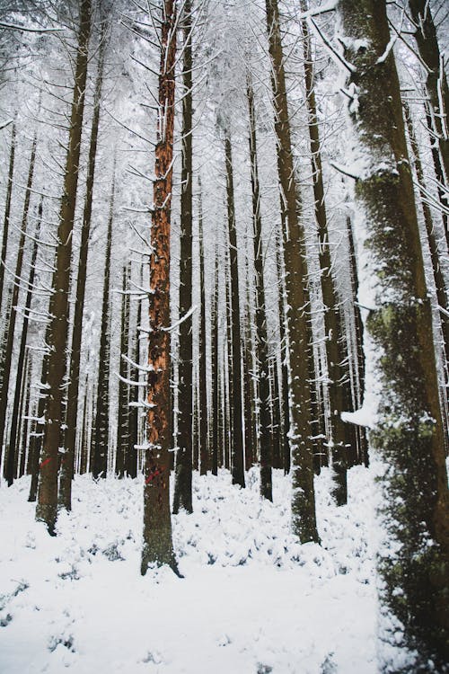 Gratis lagerfoto af forkølelse, harmoni, skov