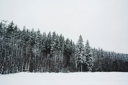 Fotobanka s bezplatnými fotkami na tému chladný, kontrast, les