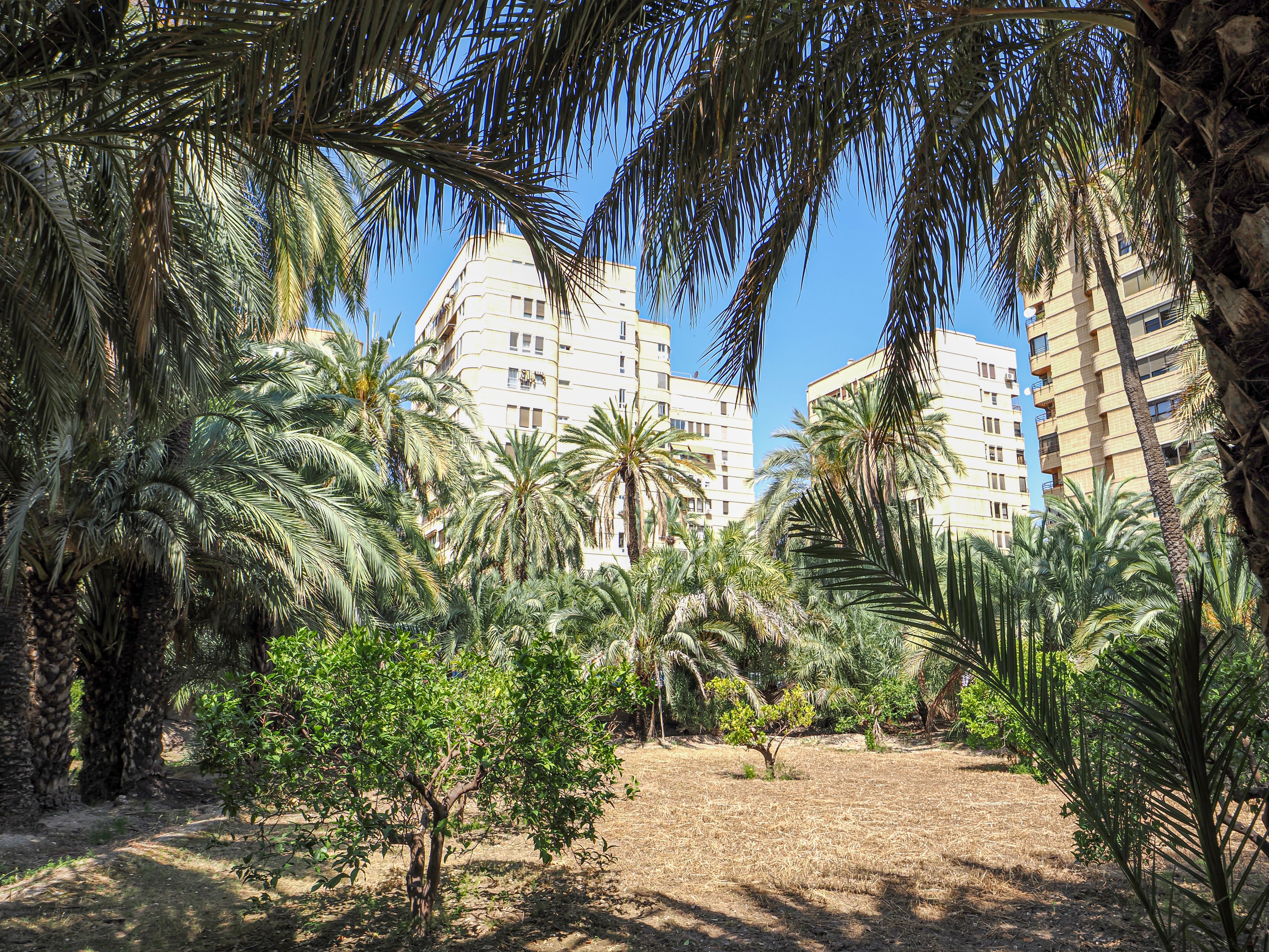 Palmeral de Elche (Palm Grove of Elche)