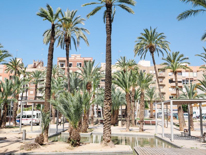 A vibrant urban park scene with tall palm trees and buildings under a blue sky