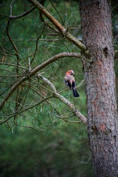 A Eurasian Jay sits gracefully on a pine branch in a serene forest setting.