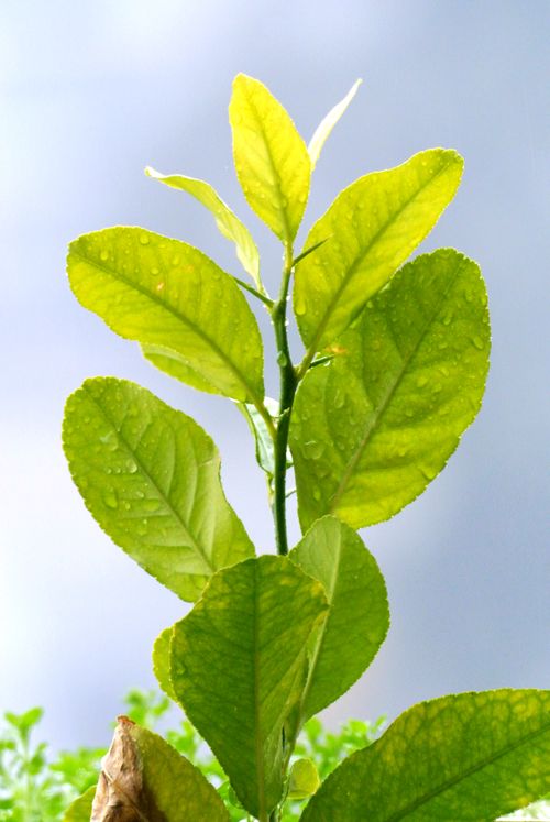 Free Close-up of fresh lemon tree leaves with morning dew glistening in sunlight. Stock Photo