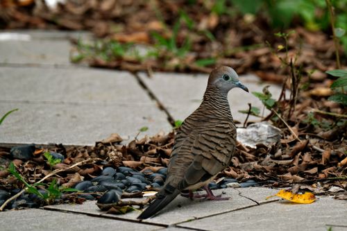 Free Zebra Dove exploring among leaves on a stone walkway. Ideal for nature and wildlife themes. Stock Photo