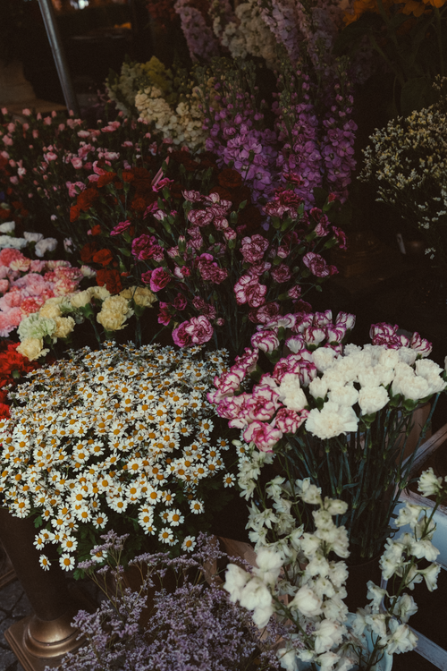 Free Colorful flower display at an outdoor market in Breslau, Poland. A vibrant celebration of floral diversity. Stock Photo
