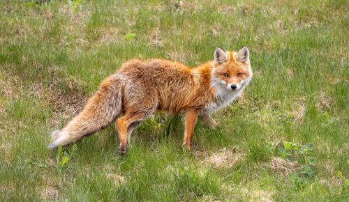 Free A red fox stands alert in a green field, showcasing its vibrant fur and curious expression. Stock Photo