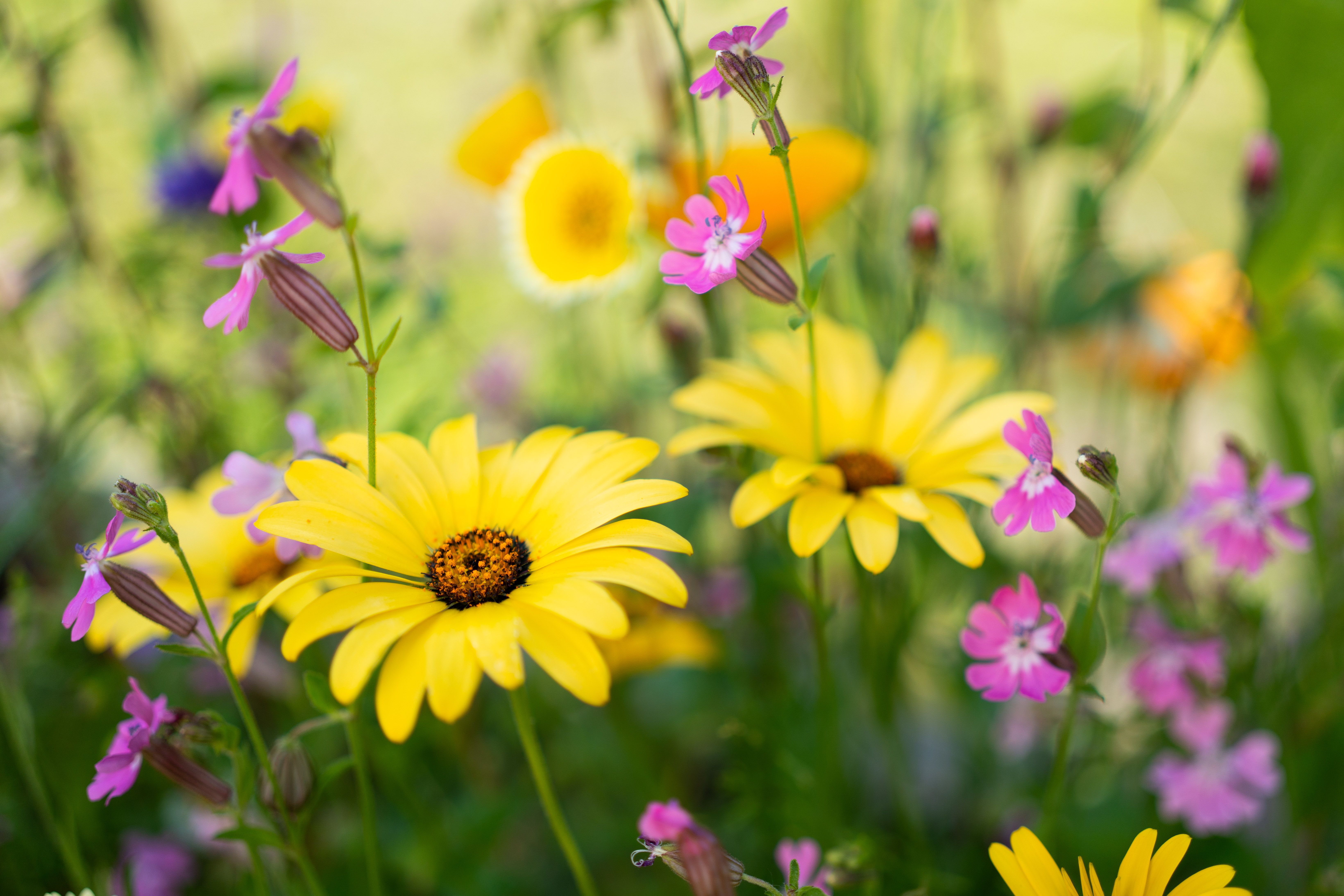 [ColoSach]-a-beautiful-mix-of-yellow-daisies-and-pink-wildflowers-in-a-sunny-garden-setting.