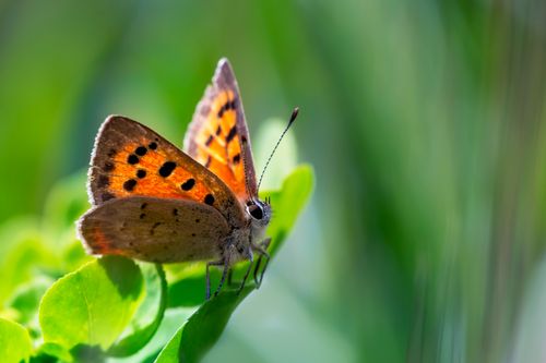 Free Vivid shot of a Small Copper butterfly perched on a green leaf during daylight. Stock Photo