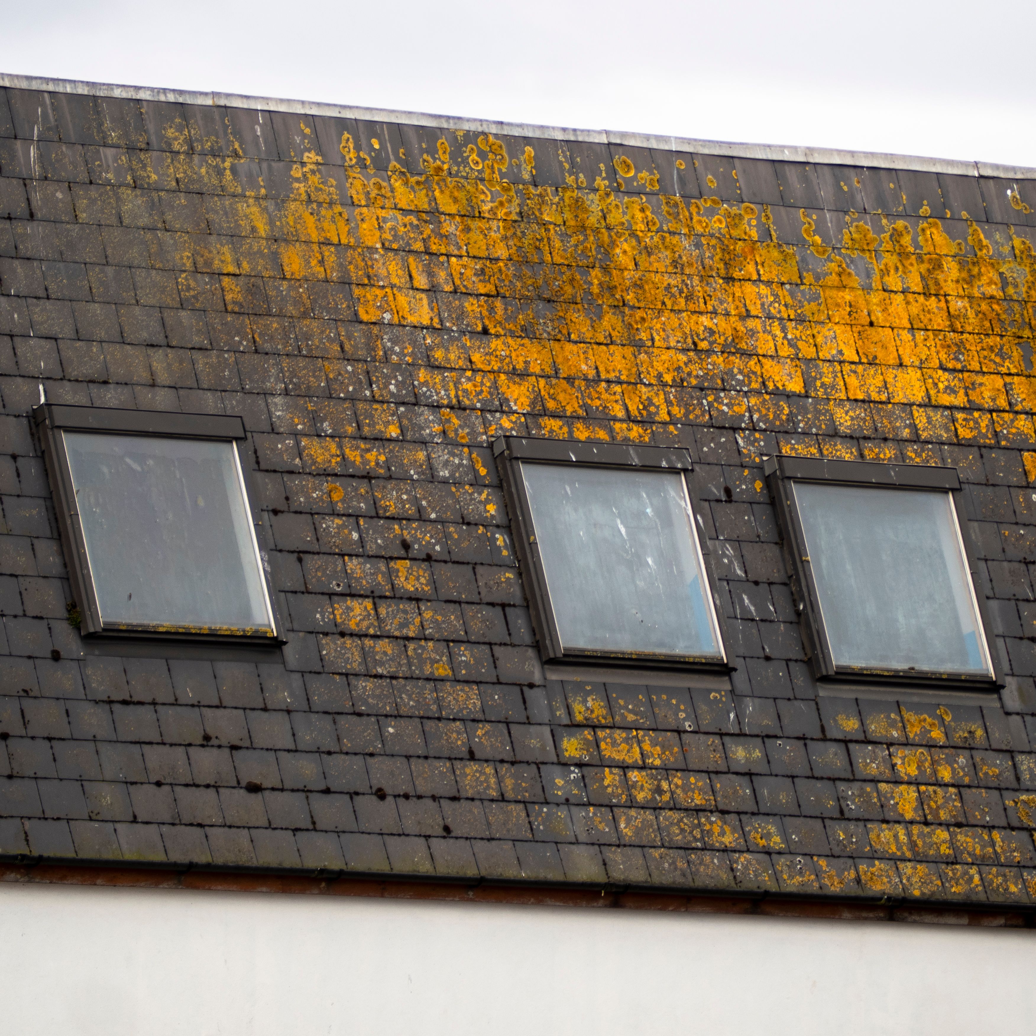 Shingle Roof Moss & Algae Removal in Walnut, CA