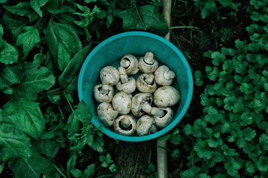 A bowl of fresh mushrooms in a garden surrounded by lush green leaves, ideal for culinary and nature themes.