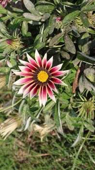 Beautiful close-up of a colorful Gazania flower with vivid petals in a garden setting.