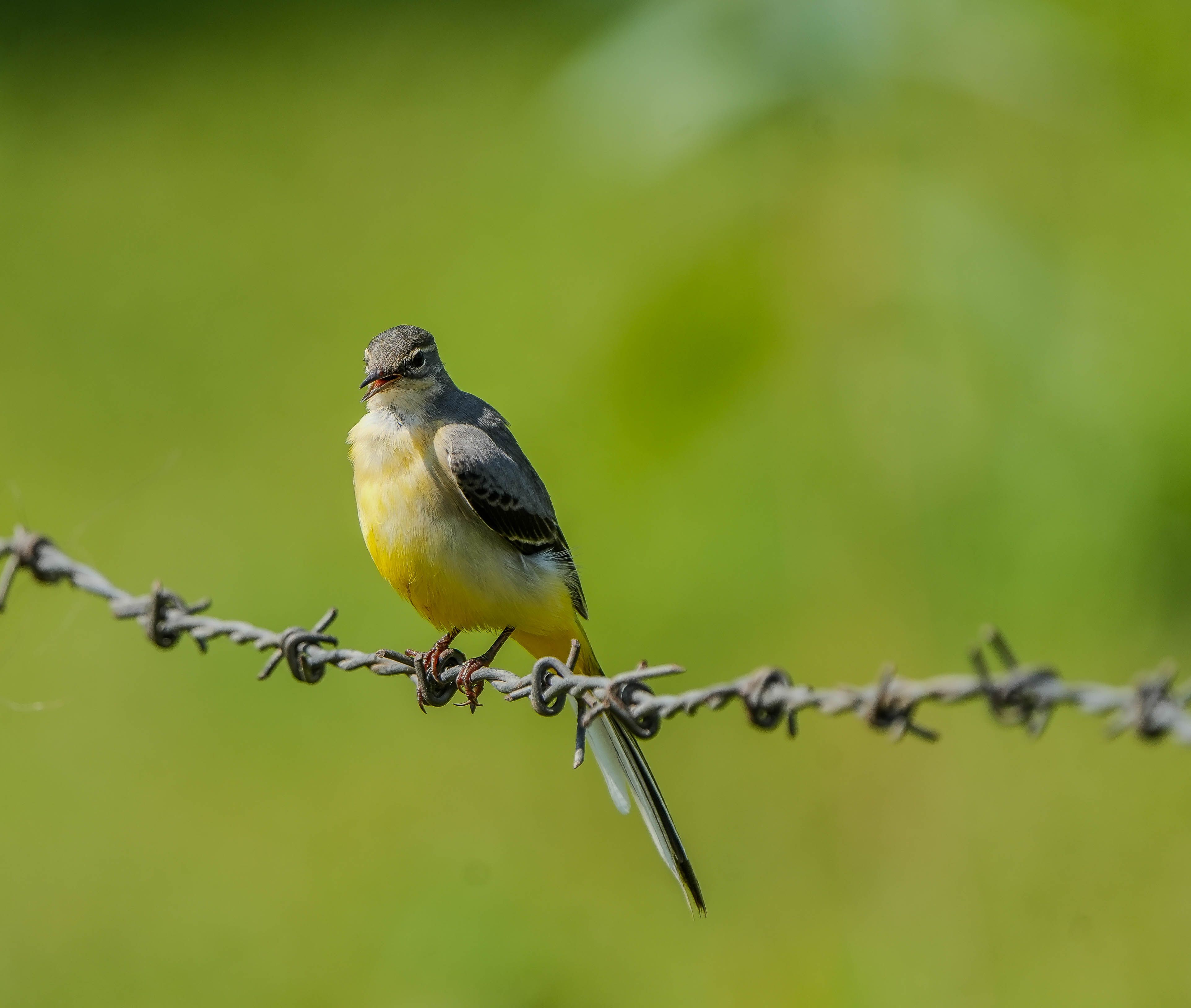 Foto: Rajesh S  Balouria / Pexels