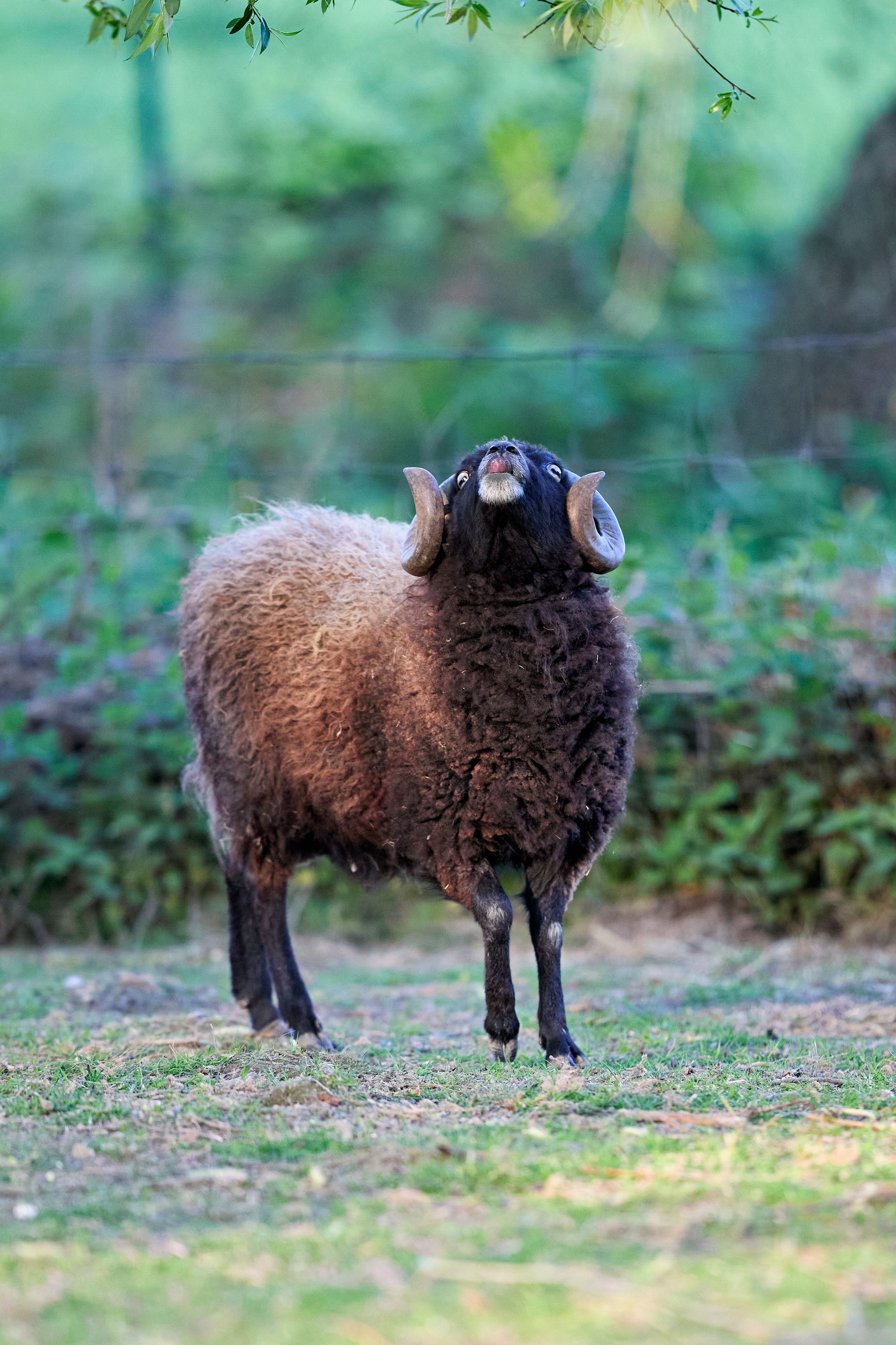 A curious Ouessant ram looks up amid lush greenery in a rural pasture.