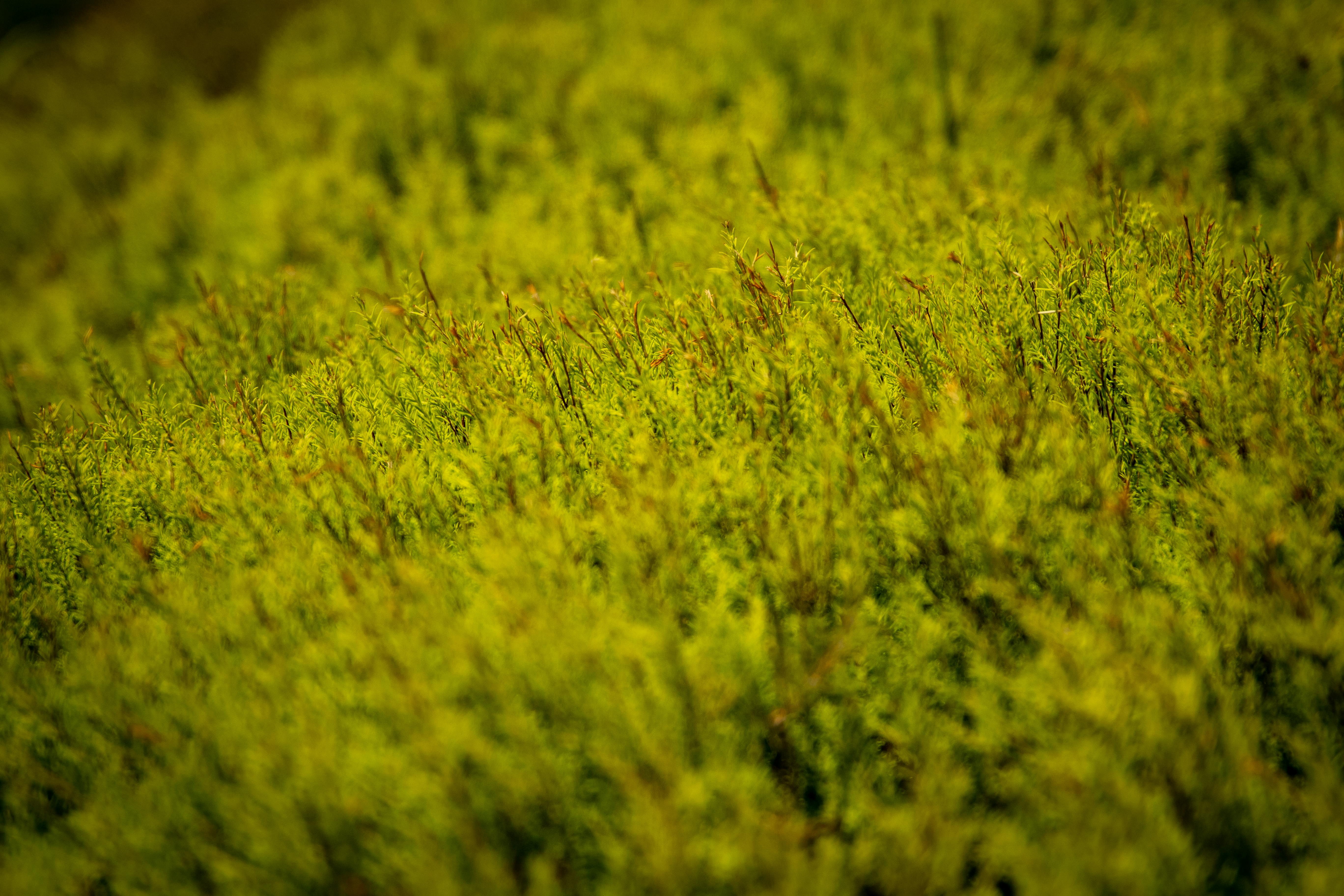 Vie privée en ligne