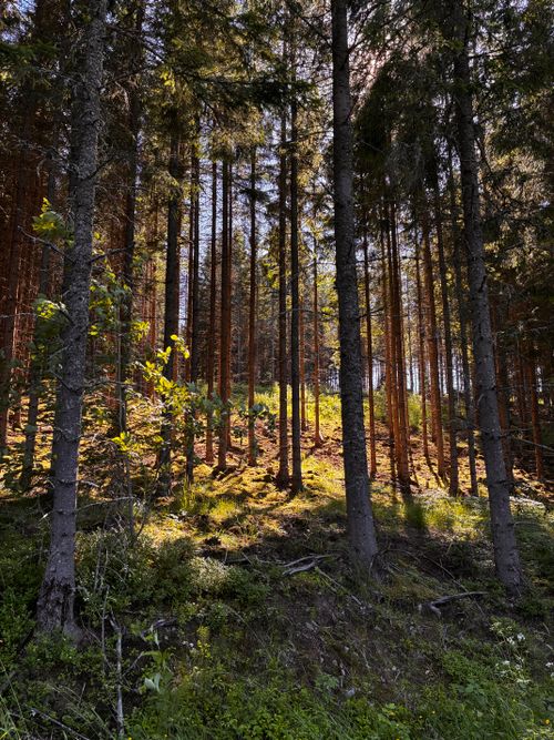 Free Beautiful sunlight through a dense spruce forest in Sweden during spring. Stock Photo