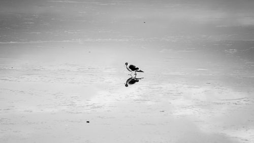 Free Black and white image of a seagull standing on reflective water, capturing its serene reflection in Ushuaia, Argentina. Stock Photo
