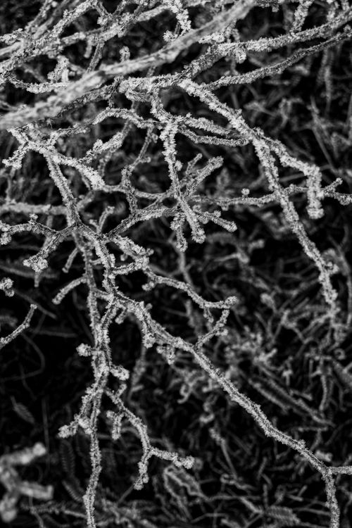 Free Black and white image of frost-covered branches in Ushuaia, Argentina. Stock Photo