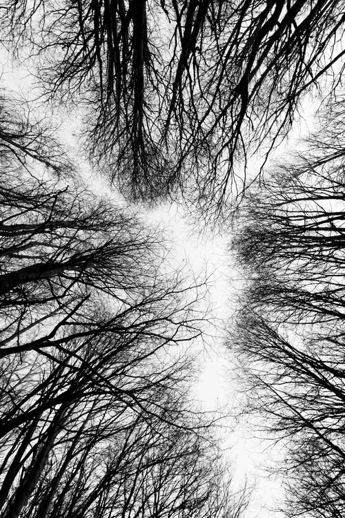 Free Artistic black and white photograph of leafless trees reaching towards the sky in winter. Stock Photo