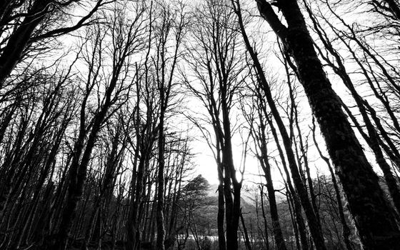 Dramatic black and white view of leafless trees in Ushuaia's winter forest.