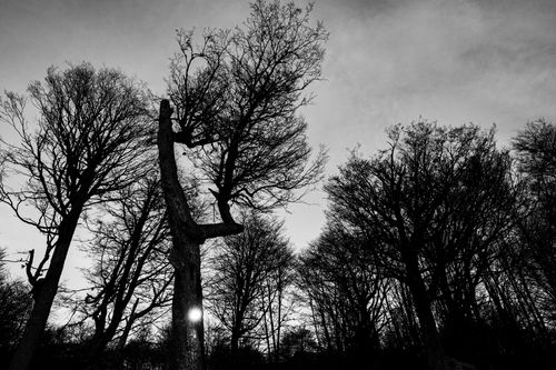 Free Silhouette of bare trees in a dramatic black and white forest scene in Ushuaia. Stock Photo
