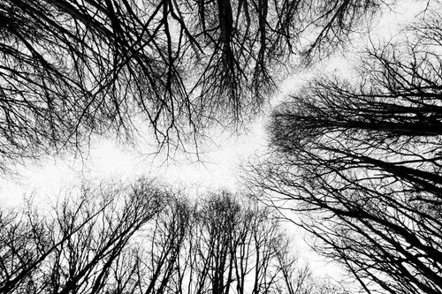 Free Monochrome view of a winter forest canopy in Ushuaia, Argentina, showcasing intricate tree branches. Stock Photo
