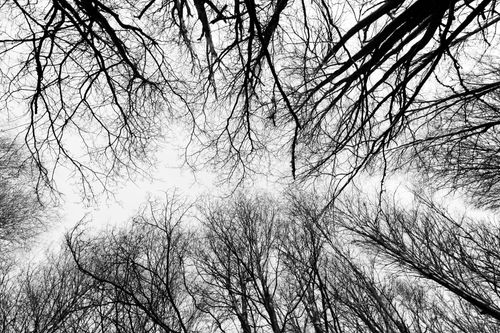 Free Stunning black and white view of leafless trees forming a canopy in Ushuaia, Argentina. Stock Photo