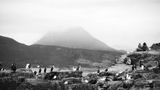 Dramatic black-and-white scene of cormorants and sea lions on rocky shores in Ushuaia, Argentina.