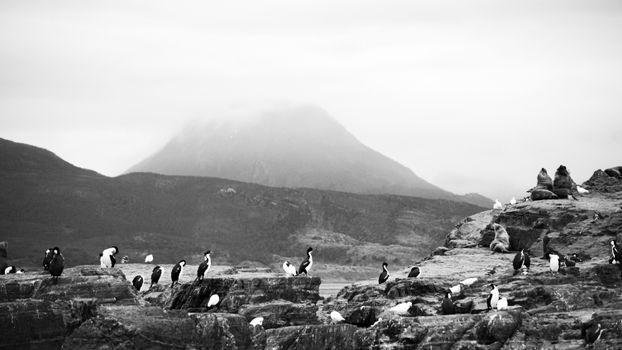 Dramatic black-and-white scene of cormorants and sea lions on rocky shores in Ushuaia, Argentina.